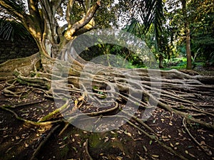 Una enorme un albero radici 