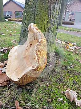 Enormous fungus on a tree
