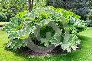 Large leaves of Gunnera manicata giant rhubarb in a botanical garden