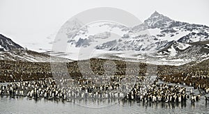 Enormous Penguin Colony.