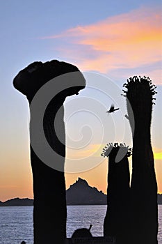 Enormous Saguaros Sunset, seagull and Tetakawi