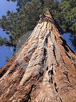 Enormous sequoia tree