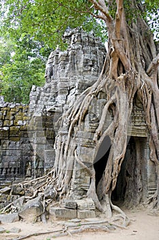Enormous Tree Entwining Ta Som Temple, Cambodia