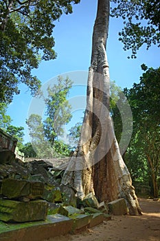 Enormous tree growing over the ruins of Ta Prohm temple in Angkor Wat complex, near Siem Reap, Cambodia.