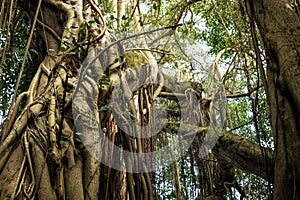 Enormous Tree in the Jungle