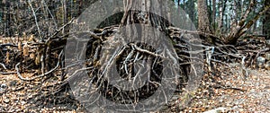 Enormous tree and roots by the river