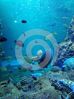 Enoshima Sea Aquarium photo
