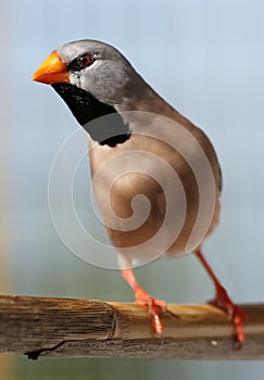 Enquisitive Heck's Grassfinch