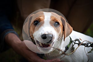 Enraged aggressive, angry dog. Grinning Jack Russell with a bared fangs