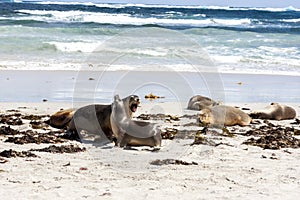 Enraged Australian Sea Lion running after another sea lion Neophoca cinerea on Kangaroo Island beach, South Australia , Seal bay