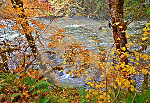 Enraptured By Autumn photo