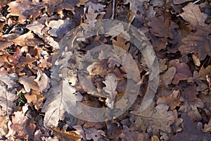 Enriching soil with dead leaves of oak tree in woods