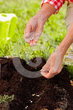 Woman enriching soil after watering little plant in her garden photo