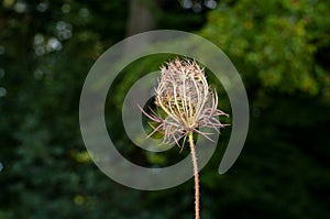 Enrolled umbel of a wilting wild carrot