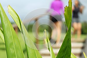 Enseada Beach vegetation