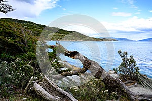Fallen tree on shore of lake in National Park Tierra del Fuego with  in Patagonia, Provincia de Tierra del Fuego, Argentina photo