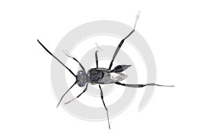 Ensign Wasp - Evania Appendigaster photo