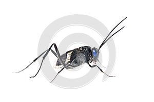 Ensign Wasp photo