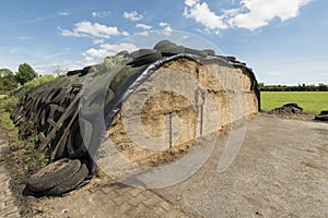 Ensilage on a dairy farm