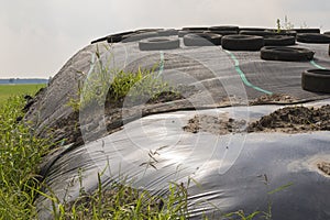 Ensilage on a dairy farm
