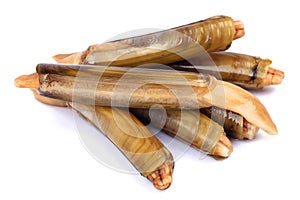 Ensis siliqua or Razor clam