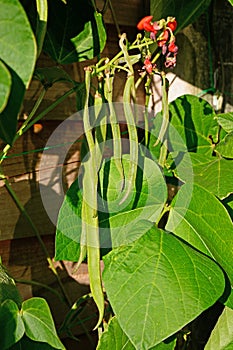 Firestorm runner beans.