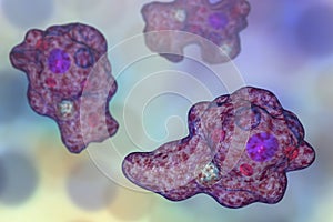 Entamoeba gingivalis protozoan