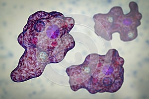 Entamoeba gingivalis protozoan