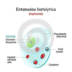 Entamoeba histolytica. Anatomy of Unicellular organism photo