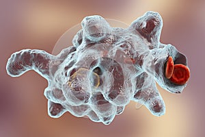 Entamoeba histolytica protozoan