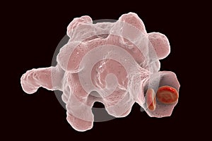 Entamoeba histolytica protozoan