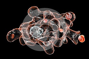 Entamoeba histolytica protozoan