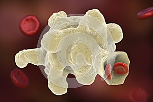 Entamoeba histolytica protozoan