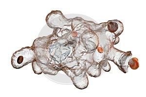 Entamoeba histolytica protozoan