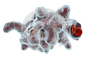 Entamoeba histolytica protozoan photo