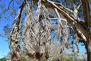 entangled branches of an old tree