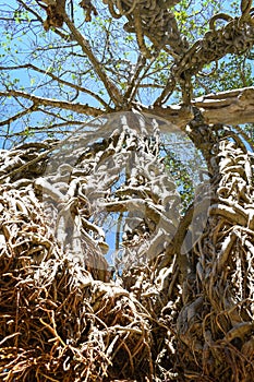 entangled branches of an old tree