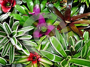 Entangled bromeliads