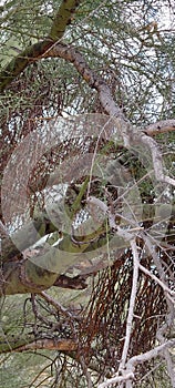 Entangled  Wild Viney Desert  Mistletoe Foliage Nestled in Palo Verde Tree Foliage Plants Nature Photography