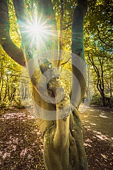Entanglement tree branches in an old beech tree with sun rays photo