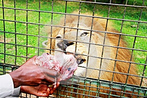 Entebbe zoo along lake Victoria in Uganda