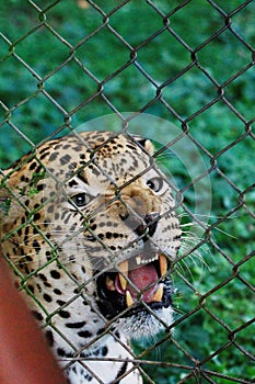 Entebbe zoo along lake Victoria in Uganda