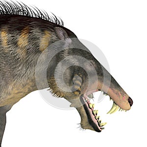 Entelodon Mammal Head