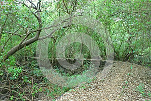 Enter the jungle . A stone path mini road bird sanctuary