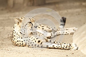 Grace in Repose: Cheetah\'s Elegant Rest photo