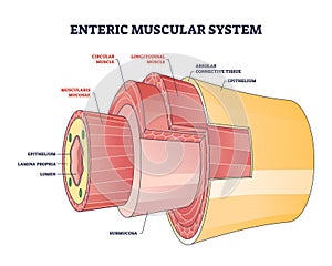 Enteric muscular system in gut wall of the small intestine outline diagram photo