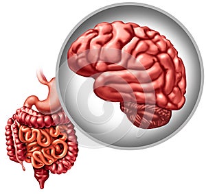 Enteric Nervous System photo