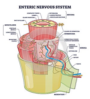 Enteric nervous system or ENS intrinsic autonomic anatomy outline diagram