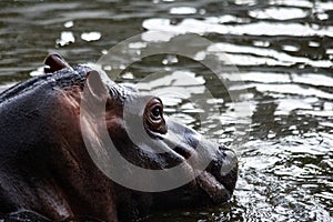 Entering the water