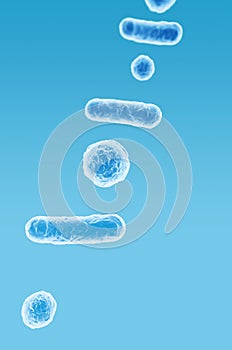 Enterobacteriaceae, gram-negative rod-shaped bacteria